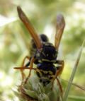 Polistes semenowi